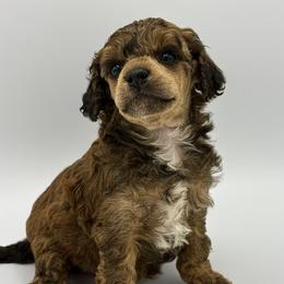 Cuddles - Sable male Poodle puppy in Wheatland, California from Sapphire Ridge Poodles
