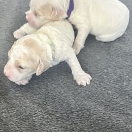 Cockapoo Puppies from Brevard County Cockapoos