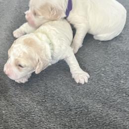 Cockapoo Puppies from Brevard County Cockapoos