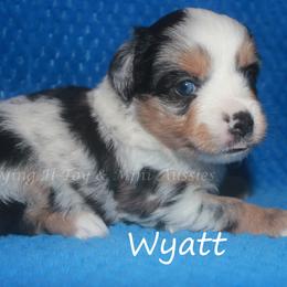 Wyatt - Blue merle male Miniature American Shepherd puppy in Godley, Texas from Flying H Toy and Mini Aussies