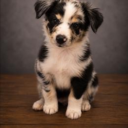 Vega - Blue merle male Miniature Australian Shepherd puppy in Macomb, Missouri from Faunus Farms and Aussies