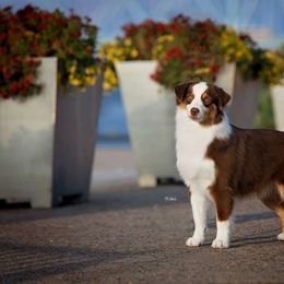 Theia - Miniature American Shepherd