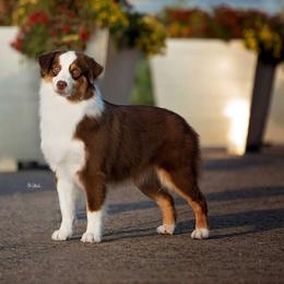 Theia - Miniature American Shepherd