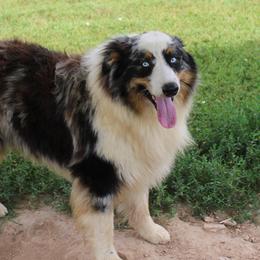 Vegas - Australian Shepherd