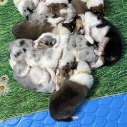 Collie puppies from Puppy Dog City