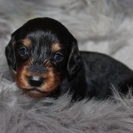 Boy 3 - Black and tan male Dachshund puppy in Craig, Colorado from Rocky Mountain Shih Tzus and Dry Creek Miniature Dachshunds