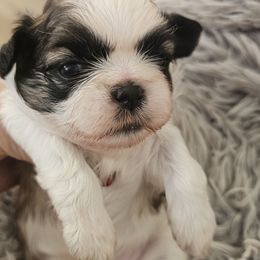 Puppy B - Black gold and white male Shih Tzu puppy in Sanger, California from Trinity Shihtzu's So Calif
