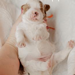 Poppy - Parti female Goldendoodle puppy in Patterson, California from Dooling Doodles