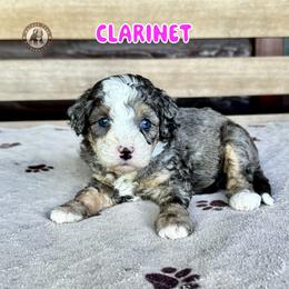 Clarinet - Blue merle female Bernedoodle puppy in Banner Elk, North Carolina from Walnut Tree Bernedoodles