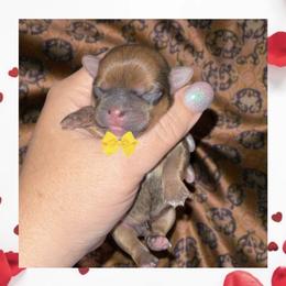 Edmond - Gold male Shorkie puppy in Midland, Texas from Southern Yorkie Pies