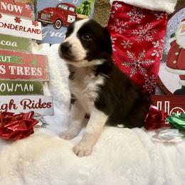 Border Collie and Jack Russell Terrier Puppies from CP FARMS BORDER COLLIES N JACKS CORP