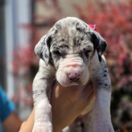 Pebbles - Mantle merle female Great Dane puppy in Albany, Oregon from Red Cloud Australian Shepherds and DeGray Great Danes & Bulldogs