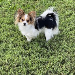 Dominique - Papillon