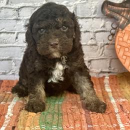 Theo - Brown white and tan male Cockapoo puppy in Moulton, Iowa from Shondel Puppy Paws