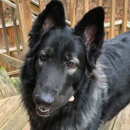 Shiloh Shepherds from Silvermoon Kennels
