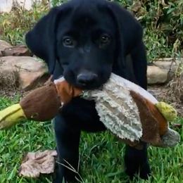 Labrador Retrievers from William Schulz's Labrador Retrievers