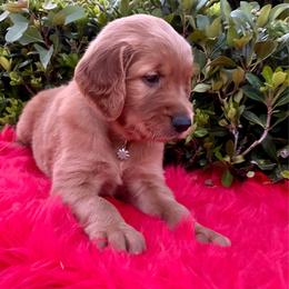 Stella - Dark golden female Golden Retriever puppy in Santa Ana, California from American Golden Retrievers
