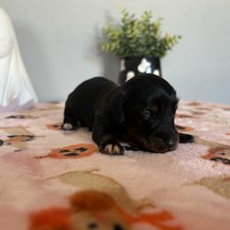 Pearl - Black and tan female Dachshund puppy in Temecula, California from Naomi Magee's Dachshund Kennel