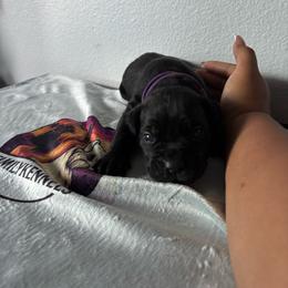Boy 7 - Black male Cane Corso puppy in Perris, California from P1 Family Canines