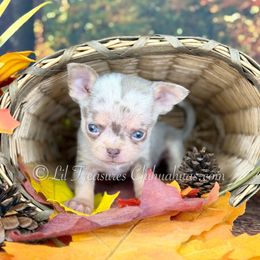 Sunil - Merle male Chihuahua puppy in Anderson, South Carolina from Lil Treasures Chihuahuas