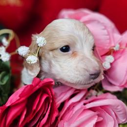 Winnifred - Cream female Dachshund puppy in Pocasset, Massachusetts from Dachs of the Bay