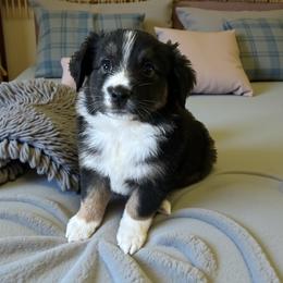 Izzy - Black tri female Miniature Australian Shepherd puppy in Placerville, California from JRW COLDSPRINGS MINI AUSSIE’S