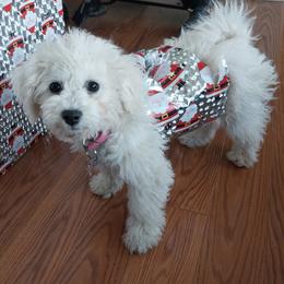 Angel - Bichon Frise