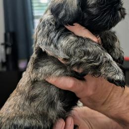 Shih Tzu Puppies from Leander Shih Tzu