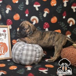 Hazelnut - Brindle female Great Dane puppy in Spiro, Oklahoma from Big Birch Danes