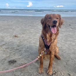 Golden Retriever All Grown Up from Jesse Hinckley's Golden Retrievers