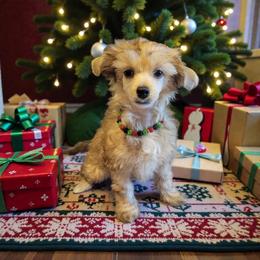 Kaonashi - Sable male Chinese Crested puppy in Woodland Park, Colorado from Feathers End Kennels