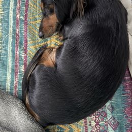 Ella - Dachshund