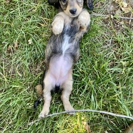 Dachshund Puppies from Wild West Weenies