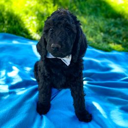 Bernedoodle Puppies from Bruce and Emma Doodles