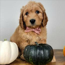Scarlett - Apricot female Goldendoodle puppy in Temecula, California from Oodles O'Doodles