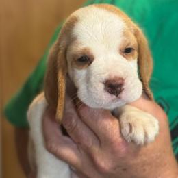 Patches - Red and white male Beagle puppy in Viper, Kentucky from Mountain Top