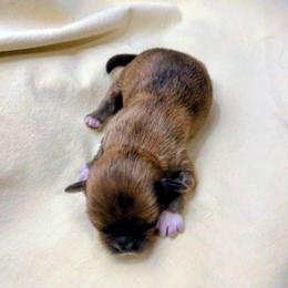 Cedar - Brindle male Lhasa Apso puppy in Hillsboro, Oregon from Luv-N-Laughter Lhasa Apsos