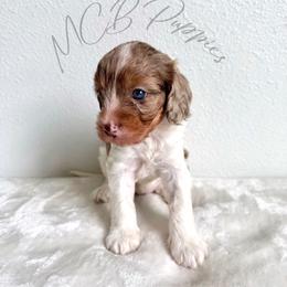 Sakura - Tri-color female Cavapoo puppy in Plant City, Florida from MCB Puppies