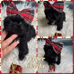 Pepper - Black and white female Shih Tzu puppy in Coolidge, Arizona from Shih Tzu’s  ‘N’ Love