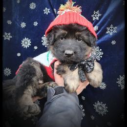 Mouth - Black and tan male German Shepherd puppy in Fort Jennings, Ohio from Von Holtzapple German shepherds