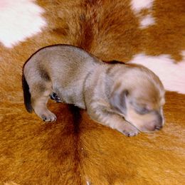 Dachshund All Grown Up from Bonner Miniature dachshunds