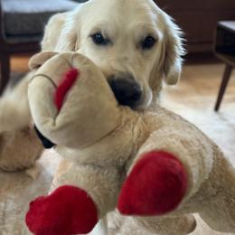 Daphne - Light golden female Golden Retriever puppy in Greensboro, North Carolina from Lewis Goldens