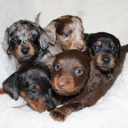 Dachshunds from Creekwood Dachshunds