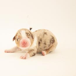 Peep - Red merle female Australian Shepherd puppy in Placerville, California from BFF Aussies