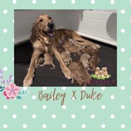 Golden Retriever Puppies from McAbee Pups - Golden Retrievers