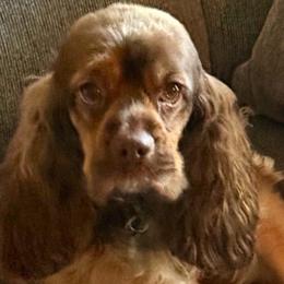 Moose - Cocker Spaniel