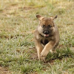 German Shepherd Puppies from Vom Haus Denfors K9