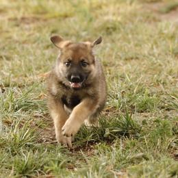German Shepherd Puppies from Vom Haus Denfors K9