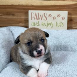 Hattie - Sable and white female American Corgi puppy in Stillwater, Oklahoma from Steele Family Farms
