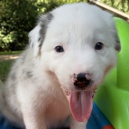 Terry - White and blue merle Border Collie puppy in Huntersville, North Carolina from MJ Border Collies